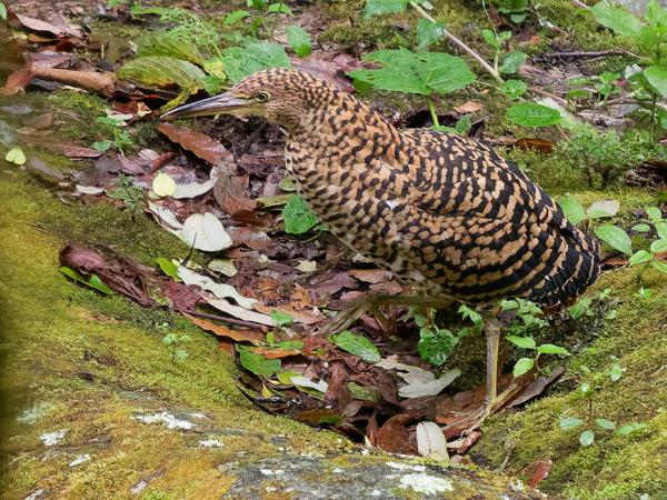 <h3><a href="/trips/costa-rica/biota/animalia/chordata/aves/015 pelecaniformes/002 ardeidae/tigrisoma fasciatum/tigrisoma fasciatum-nl.html">Tigrisoma&nbsp;fasciatum</a> / Fasciated&nbsp;tiger&nbsp;heron / Gestreepte&nbsp;tijgerroerdomp</h3>OM-1 Mark II met OLYMPUS M.150-400mm F4.5 TC, 1/1600 sec  bij F5.6, ISO 10000, afstand 38.7&nbsp;m